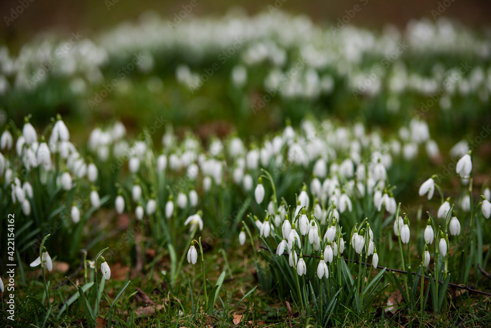 Fototapeta premium snowdrop flowers in a park in spring