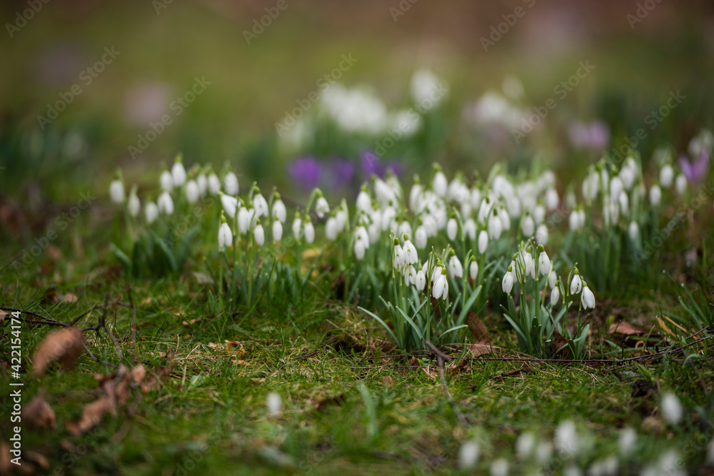 Fototapeta premium snowdrop flowers in a park in spring