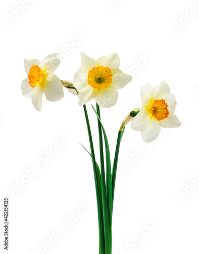 jasmine white flower isolated on white background