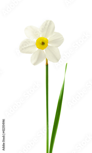 jasmine white flower isolated on white background