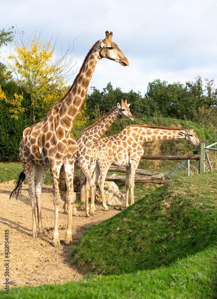 zoo giraffes tall beautiful green grass zoo giraffes tall beautiful green grass
