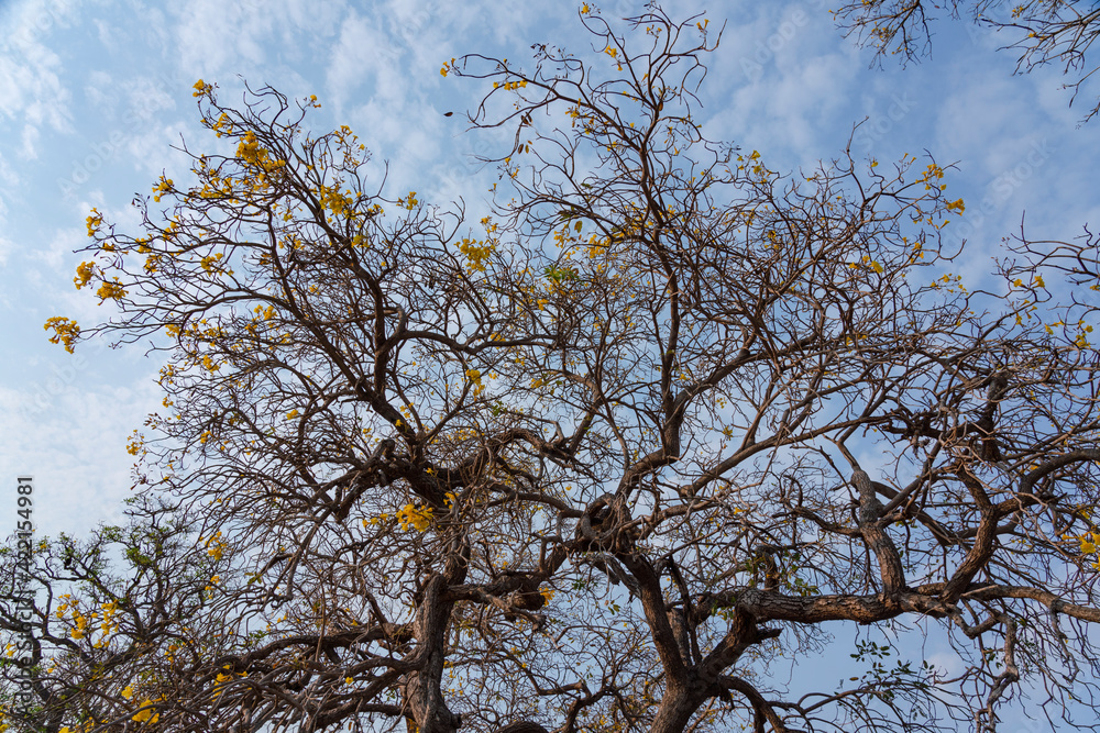 The Golden trumpet tree (Handroanthus chrysotrichus) The Golden trumpet tree (Handroanthus chrysotrichus)