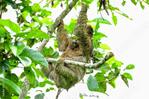 Faune du Costa Rica © Tanguy de Saint Cyr