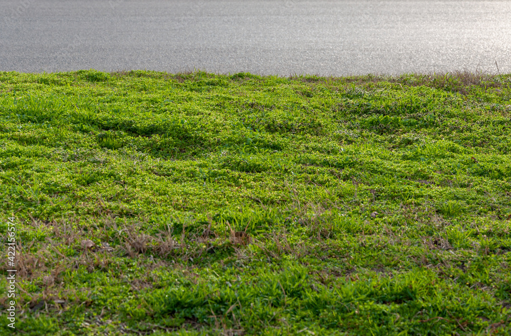 Green grass grows near asphalt. Pedestrian sidewalk near a green lawn. Summer and autumn background. Grey asphalt road, pavement and lawn with green grass. Green grass grows near asphalt. Pedestrian sidewalk near a green lawn. Summer and autumn background. Grey asphalt road, pavement and lawn with green grass.