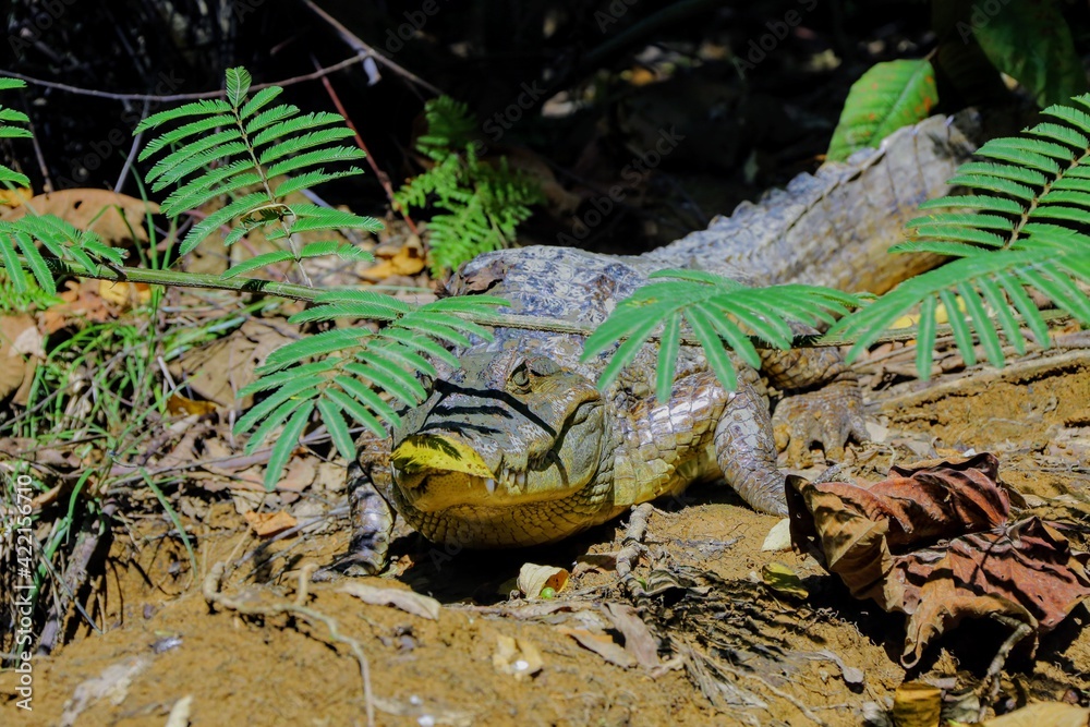 Obraz premium Faune du Costa Rica