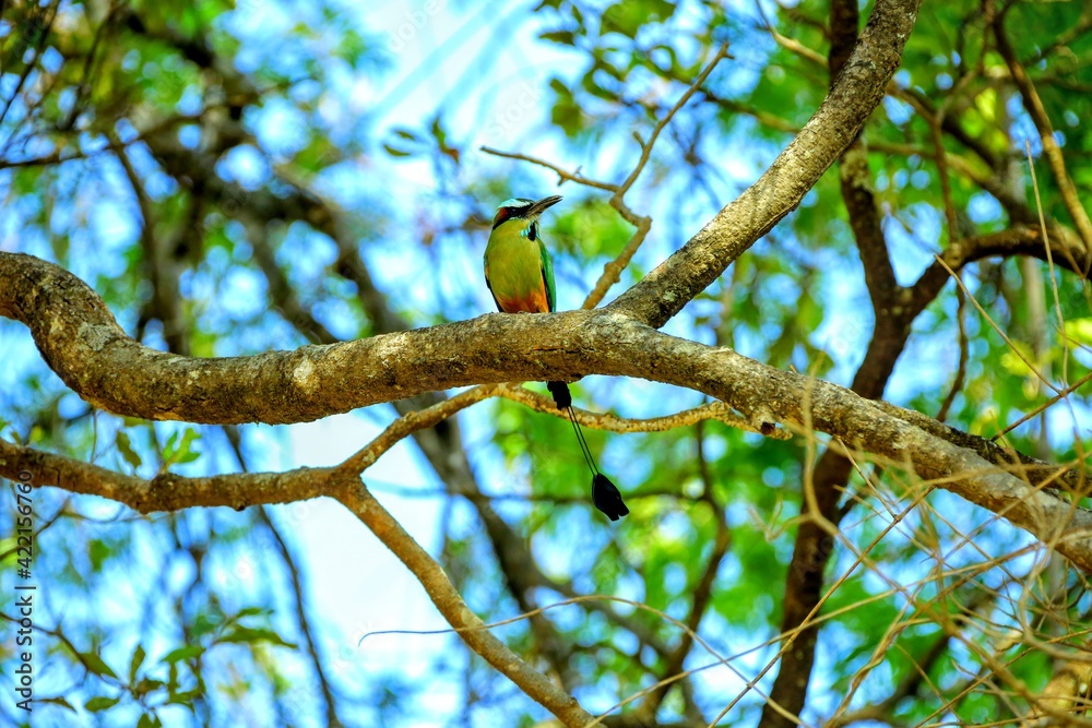 Oiseaux tropicaux du Costa Rica Oiseaux tropicaux du Costa Rica
