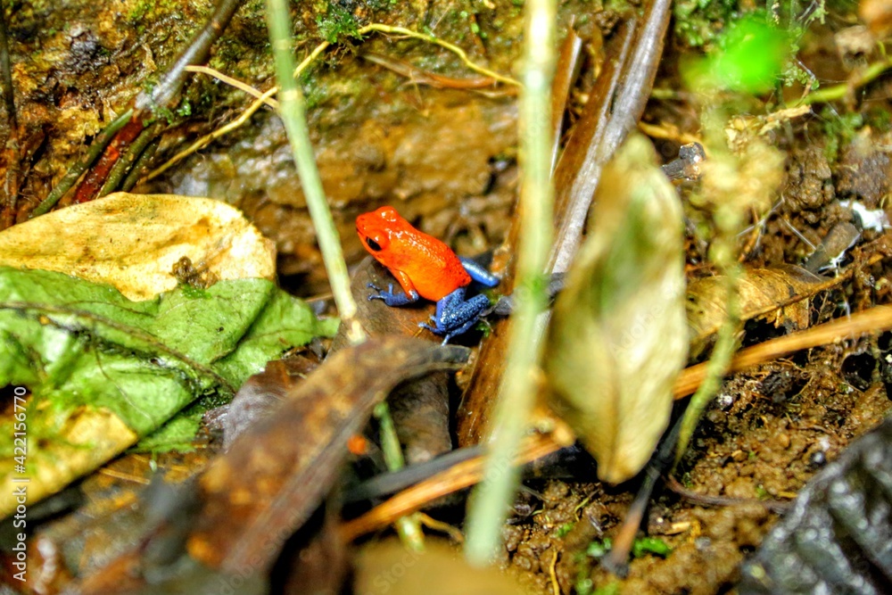 Faune du Costa Rica
