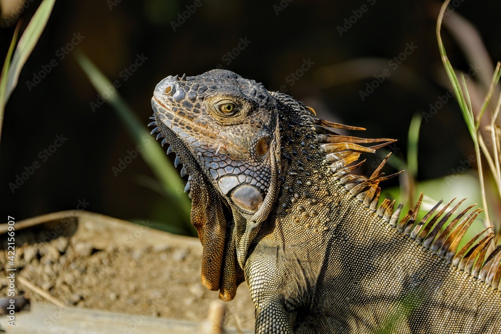 Fototapeta premium Faune du Costa Rica