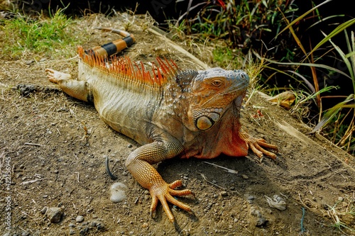 Faune du Costa Rica