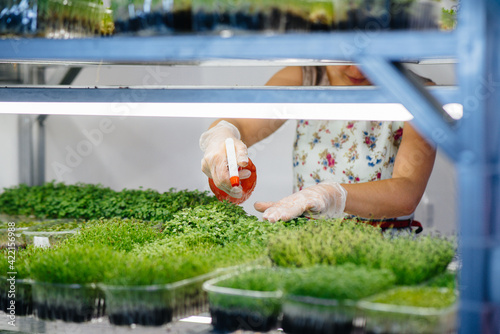 A girl plants seeds of micro greens close-up in a modern greenhouse. Healthy diet