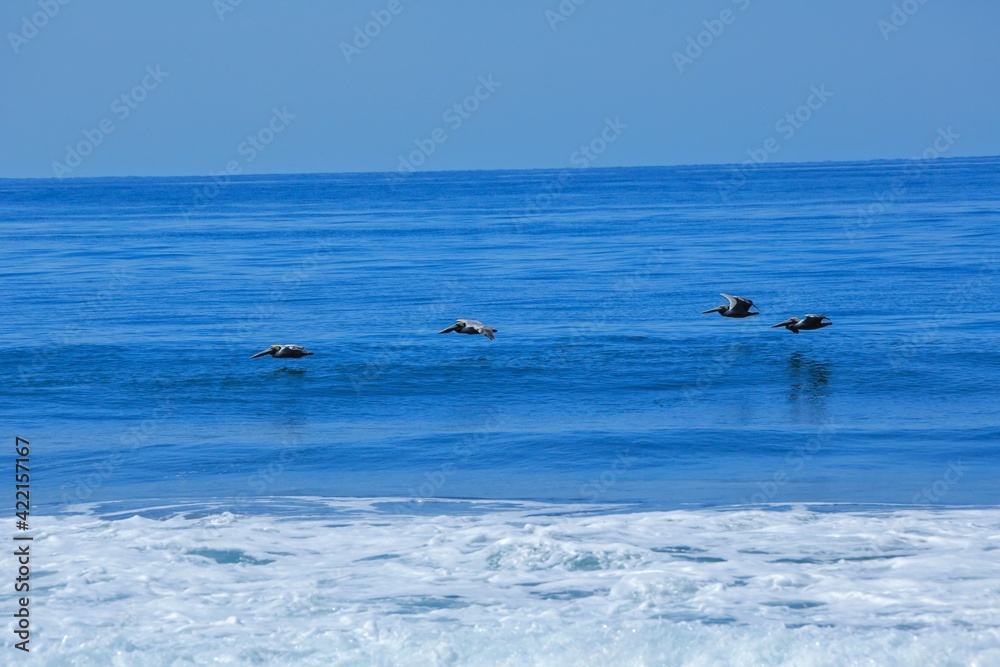 Fototapeta premium Oiseaux tropicaux du Costa Rica, Amérique Centrale