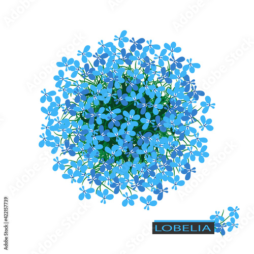 Blue lobelia flower. Round bouquet. Ball of flowers on white background.