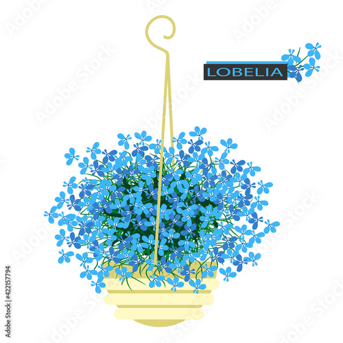 Blue lobelia flower. Plant in flower pot. Hanging planter on white background.