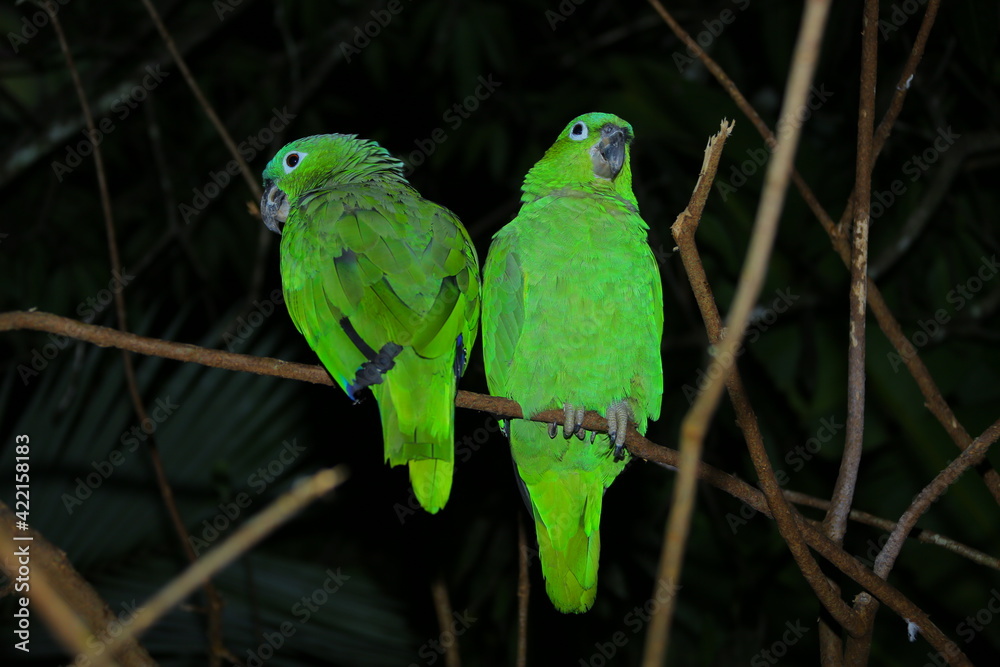 Obraz premium Oiseaux tropicaux du Costa Rica, Amérique Centrale