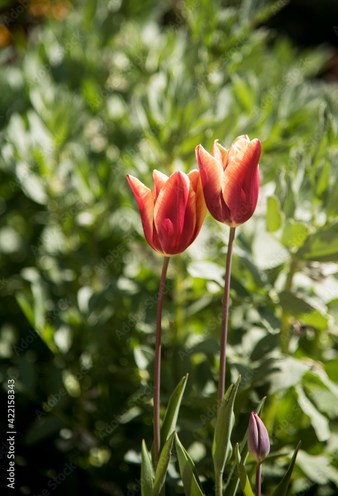 two colors tulips at garden on green blurry background