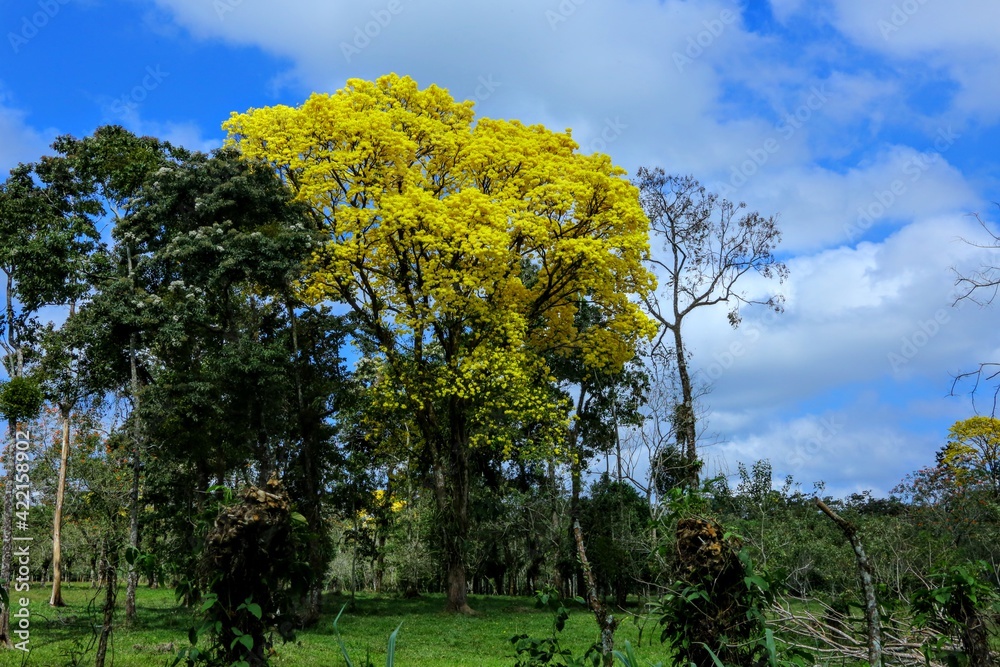 Fototapeta premium Paysages du Costa Rica