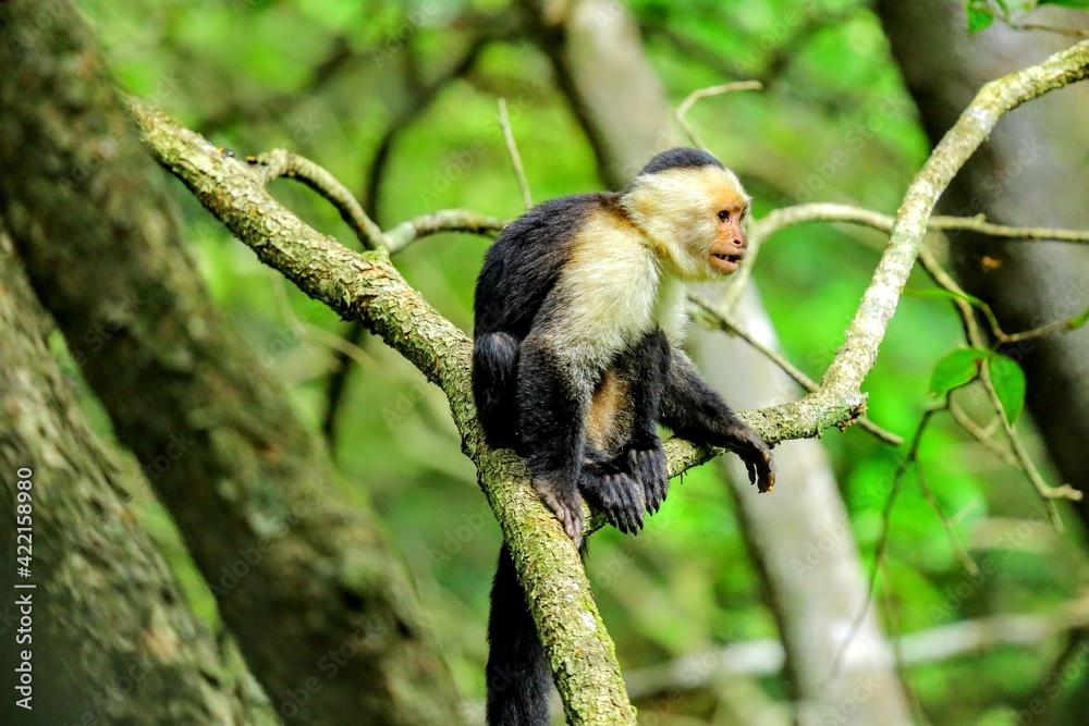 Obraz premium Faune du Costa Rica