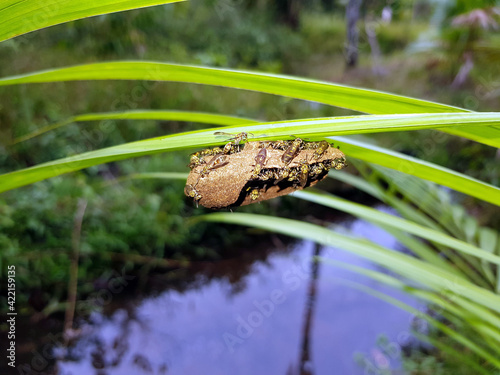 фотографія Bee nest under a leaf in Amazon rainforest at Presidente Figueiredo, Brazil