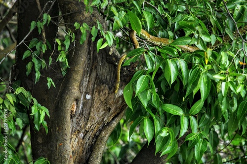 Faune du Costa Rica