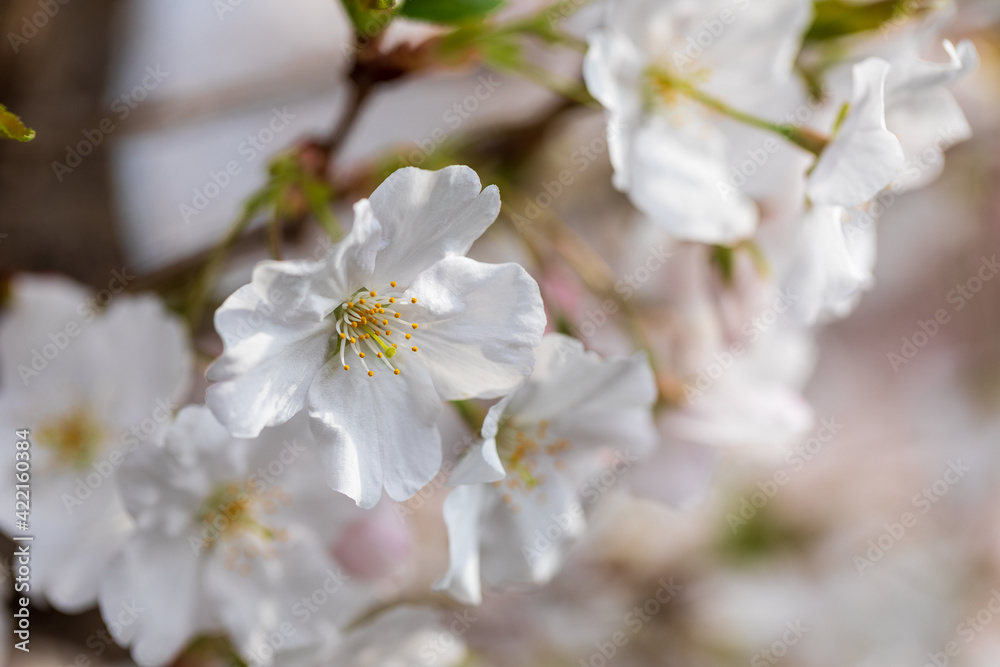 春の桜のクローズアップ、白