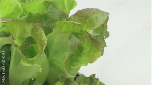 Trento red lettuce salad red lettuce salad