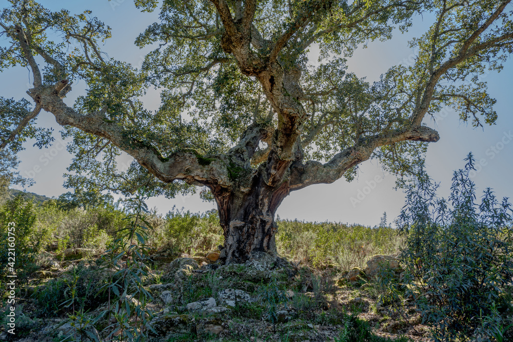 Alcornoques en el Parque Nacional de Monfragüe. Red Natura 2000.Arboles centenarios. Extremadura. España