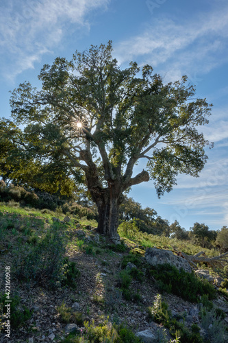 Alcornoques en el Parque Nacional de Monfragüe. Red Natura 2000.Arboles centenarios. Extremadura. España