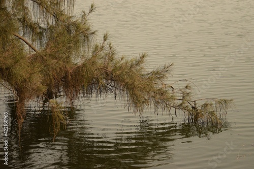tree branch on the water edge of the lake at rabindra sarobar, kolkata, west bengal, india © debjit