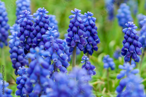 grape hyacinth flowers as nice spring background