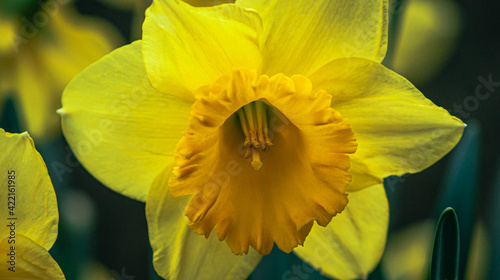 yellow daffodil flower