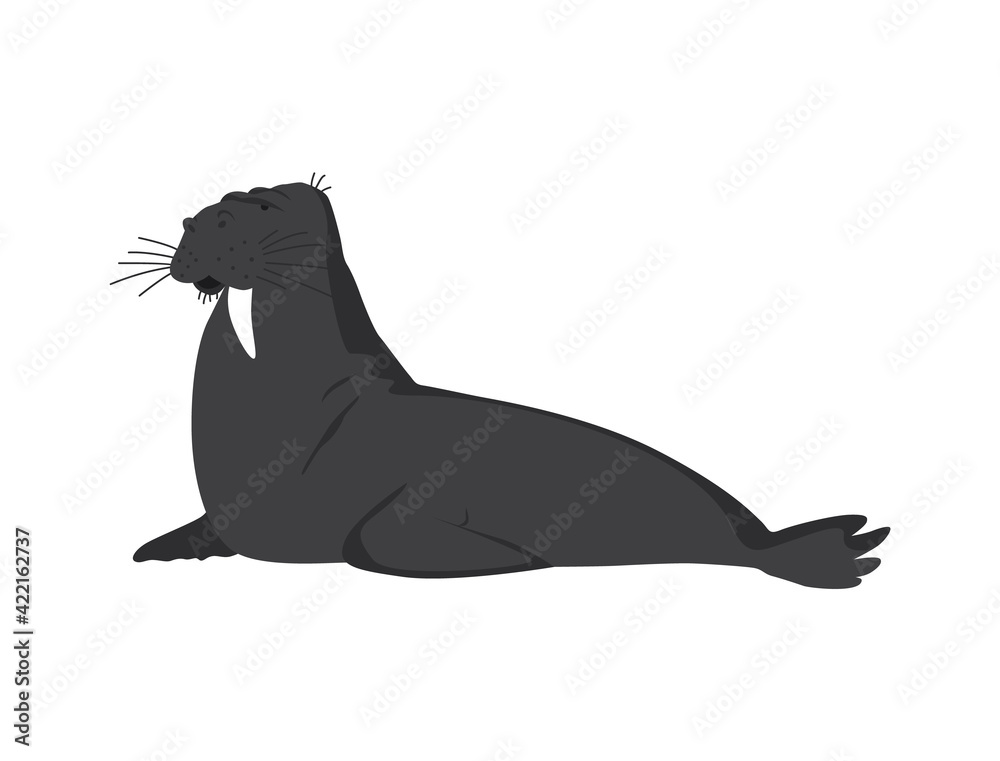 North pole arctic fauna. Polar walrus or seal vector illustration in flat style. Arctic animal icon. Winter zoo design element