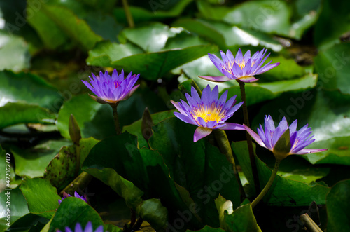 Blossom of waterlily in the sunlight of tropical pond 