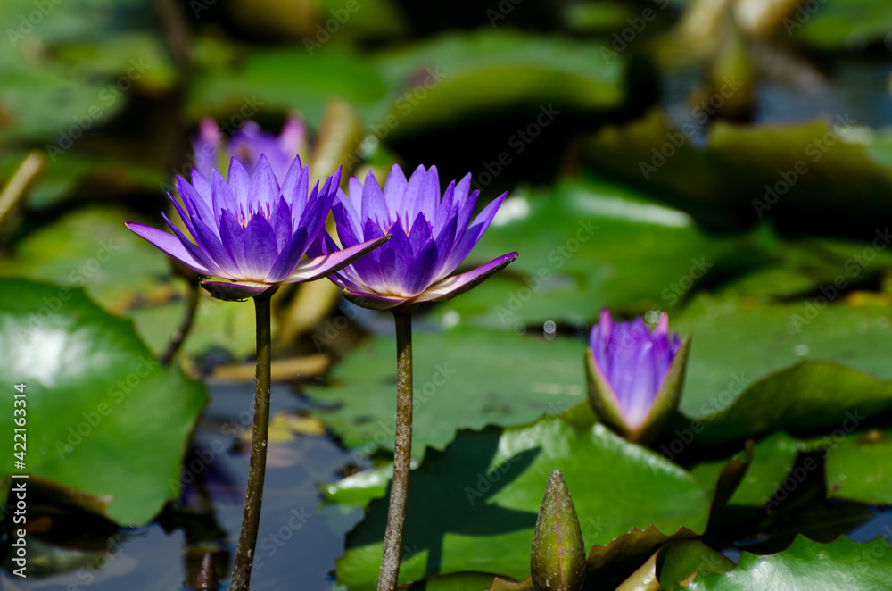 Blossom of waterlily in the sunlight of tropical pond Blossom of waterlily in the sunlight of tropical pond