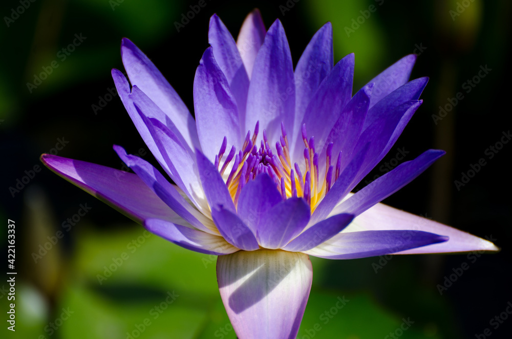 Blossom of waterlily in the sunlight of tropical pond Blossom of waterlily in the sunlight of tropical pond
