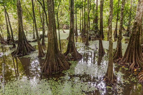 Mangrove forest near Kinabatangan river, Sabah, Malaysia photo
