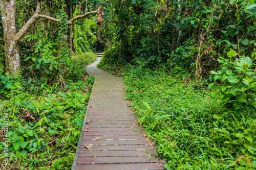 Boardwalk in the jungle of Taman Negara national park  Malaysia