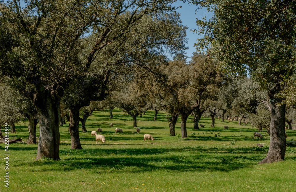 Naklejka premium Dehesa en el Parque Nacional de Monfragüe. Red Natura 2000. España