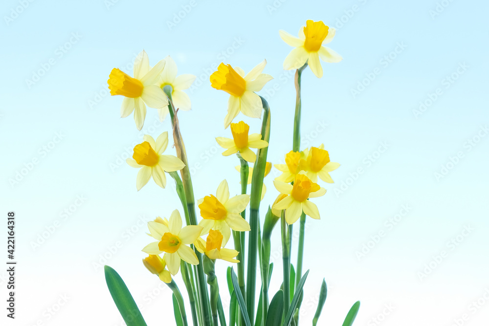 Obraz premium First spring yellow blooming flowers narcissus against blue background
