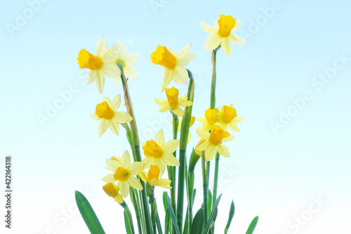 First spring yellow blooming flowers narcissus against blue background