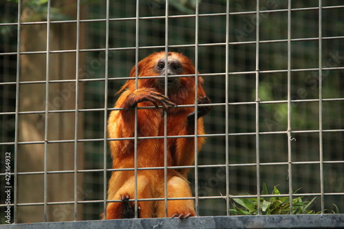 monkey