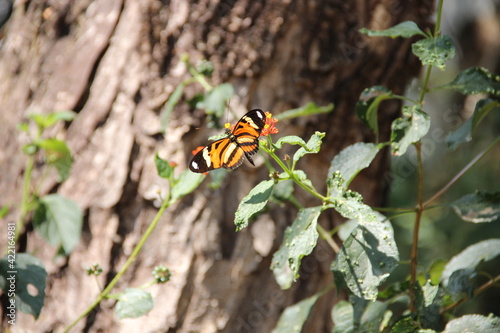 butterfly on a flower