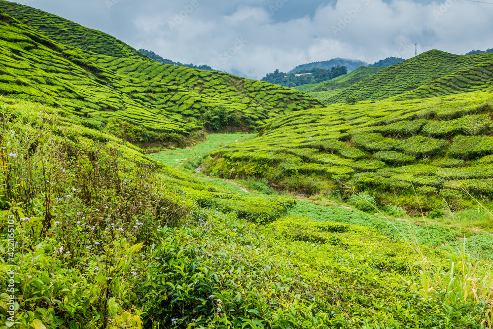 View of tea plantations in the Cameron Highlands, Malaysia
