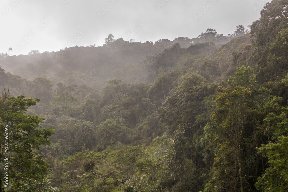 Misty forest in the Cameron Highlands, Malaysia