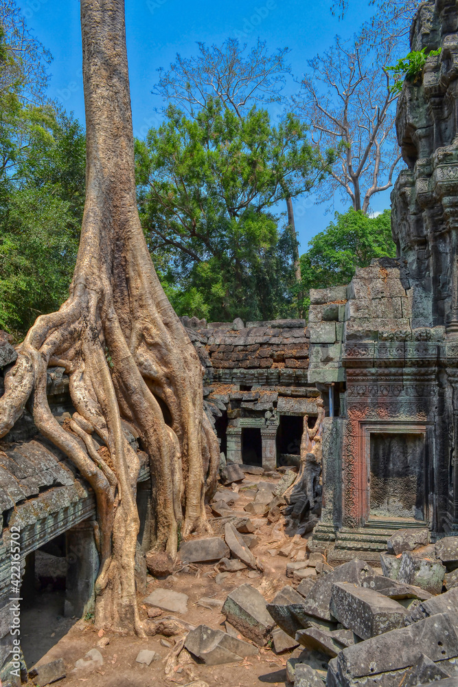 Naklejka premium Ta Prohm Temple, near to Siem Reap, Cambodia. One of the most monumental temples on the territory of the Hindu complex Angkor in Cambodia. Located in thick jungle in a dilapidated condition. Roots