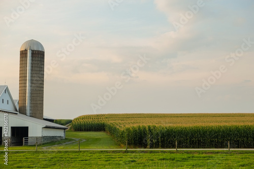 Slika na platnu Amish Farmstead and corn fields in the amish country of Pennsylvania