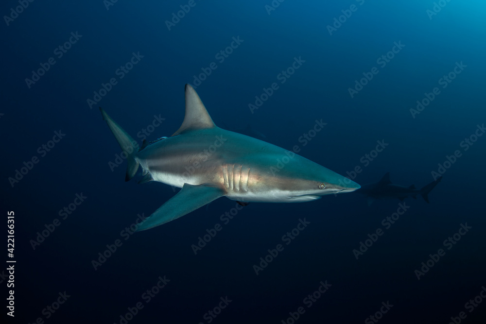 Black tip shark during dive. Sharks in South Africa. Marine life in Indian ocean. Black tip shark during dive. Sharks in South Africa. Marine life in Indian ocean.