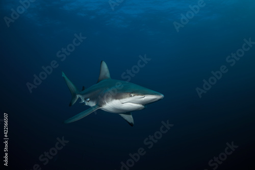 Black tip shark during dive. Sharks in South Africa. Marine life in Indian ocean. 