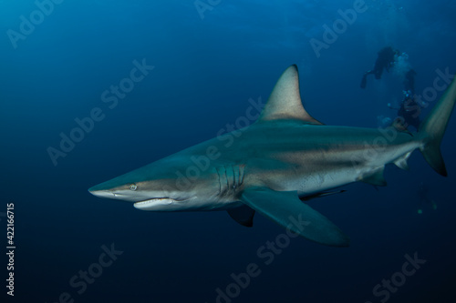 Black tip shark during dive. Sharks in South Africa. Marine life in Indian ocean.  © prochym