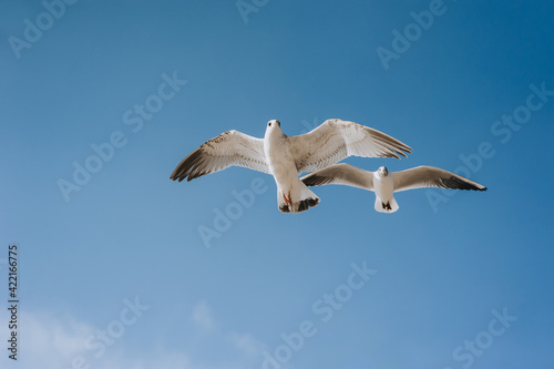 Beautiful white seagulls fly against the blue sky, soaring above the clouds.
