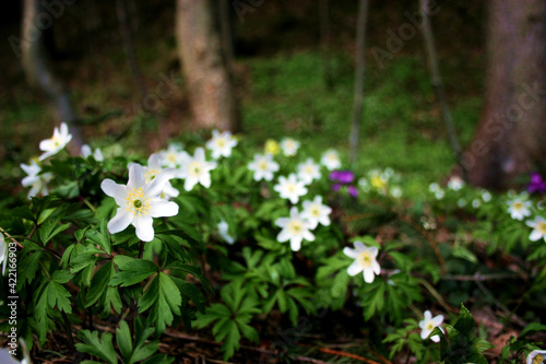 Wood anemone in the forest